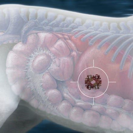 hemoglobin gi tract