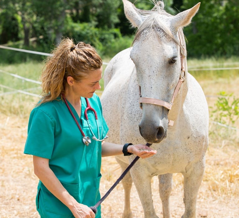 horse-vet-fbt