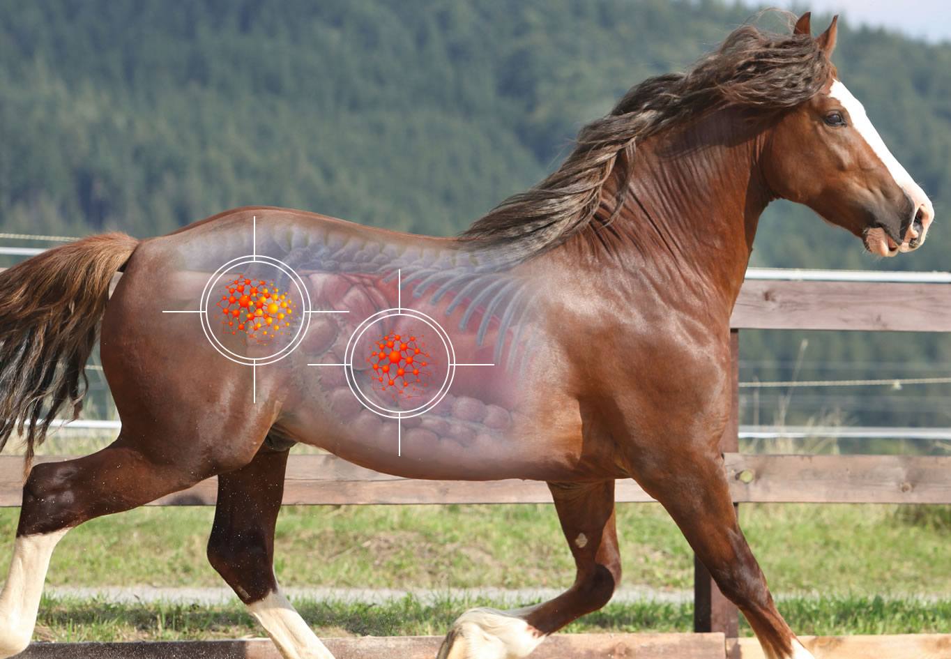 succeed-equine-fecal-blood-test-for-gi-diagnostics-in-horses